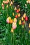 Orange, red and yellow variegated tulps planted in a row