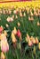 Orange, red and yellow variegated tulps planted in a row