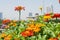 Orange and red zinnia flowers in the garden