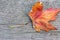 Orange reddish autumn single Maple Leaf on natural old wood. Fall season motive. Back to Nature concept. With copy space.