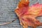 Orange reddish autumn single Maple Leaf on natural old wood. Fall season motive. Back to Nature concept. With copy space.