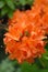 Orange rhododendron