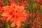 Orange Rhododendron