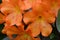 Orange Rhododendron Flower Blossom Up-Close