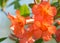 Orange Rhododendron flowers