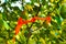 Orange ribbon tied to a tree on a background of green foliage, the concept of ritual ceremonies, close up