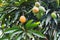 Orange ripe and bunch of green mango on tree in garden