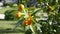 Orange ripe fruits of kumquat or fortunella, kinkan. On the branches of a tree in a pot. Sways in the wind.