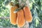 Orange ripe papaya on papaya tree
