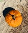 Orange, ripe pumpkin by the edge of the field, vertical, top view, Halloween