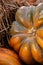 Orange ripe pumpkin part of whole vegetable seasonal design web site fall harvest