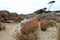 Orange Rocks at Binalong Bay, Tasmania