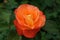 Orange rose