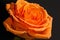 Orange rose