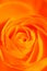 Orange rose