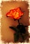 Orange rose