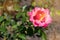 Orange rose on a background of green park. Orange rose  closeup on a bush in the park