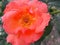 Orange rose beauty of nature