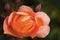 orange rose beauty square flower roses nature with roses bouquet and green leaf