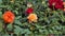 Orange rose blossom in flower field.