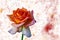 Orange  rose blossom with leaves macro on speckled white red background in vintage painting style