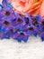 Orange rose and blue larkspur on the white painted background