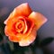 Orange rose on blurred background. Fantasy foto for wallpaper and holliday card with defocus foreground