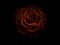 Orange rose in a dark scene showing the amazing texture colour and petal shape