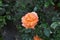 orange rose flower