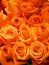 Orange rose flower arrangement Beautiful bouquet on blurred of nature background symbol love Valentine Day