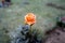 Orange rose flower is covered with ice crystals in winterv
