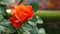 Orange Rose flower with raindrops. Closeup