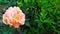 Orange rose. Flowering shrubs in the garden. Floral background