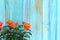 Orange rose flowers on plant with green leaves. 3/4 image blank and pale blue distressed.