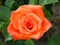 Orange rose from the garden
