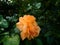 Orange rose and green leaves. Rosa 'Just Joey'.  Rosa Amber Queen. Rosa Julia Child