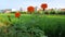 Orange rose in green ricefield background