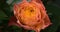 Orange rose growing blossom from bud to big flower on green leaves background