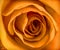 Orange Rose Macro