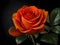 Orange Rose in the Night Dark Background. Ai Generated