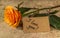 Orange rose and note I love you on the craft paper