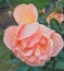 Orange rose in oregon