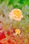 Orange Rose in Portorose Slovenia - Stock Image