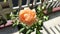 Orange Rose,Robin species.Japanese plant,cup shapes