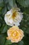 Orange rose in rosengarden