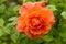 Orange rose `Westerland` in summer garden