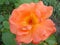 orange rose Westerland variety