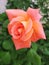 Orange rose which is natural beauty