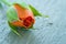 Orange rosebud on wooden background