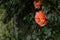 Orange roses on a Bush in selective focus. Beautiful delicate trailing garden roses on a blurred background